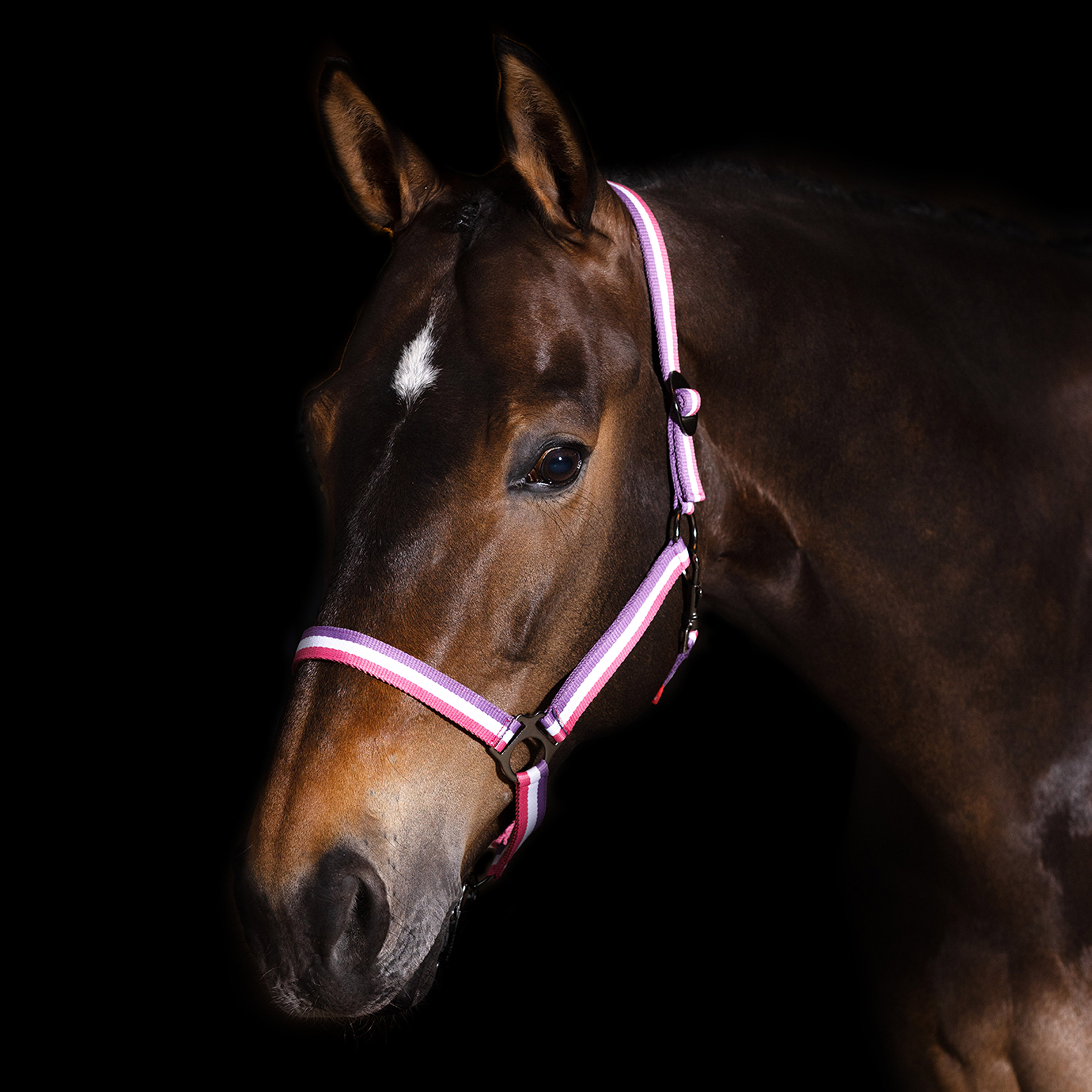 Imperial Riding | Halfter Economic mehrfarbig | Full | Rosy Multi